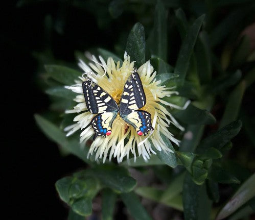 Swallowtail Butterfly Earrings #1560