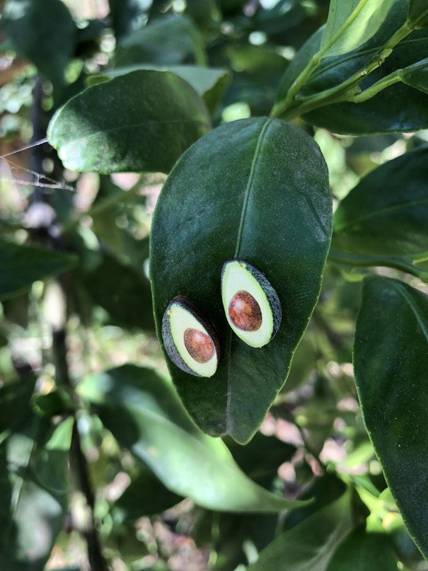 Avocado Stud Earrings #3044