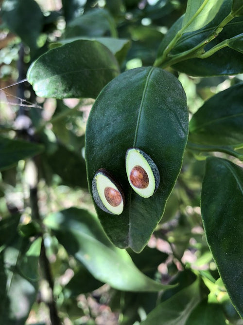 Avocado Stud Earrings #3044