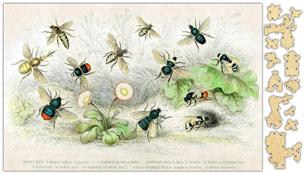 Whimsical Honey Bee Species Jigsaw Puzzle - 250PCS - #6764