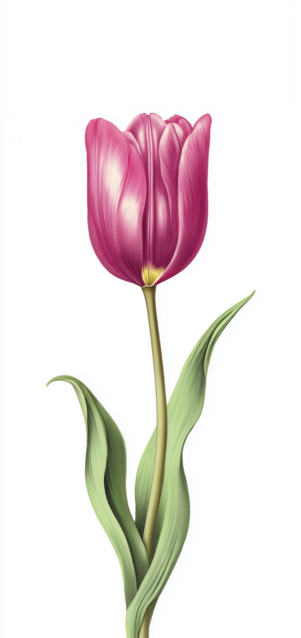 Classic Tulip Study Earrings