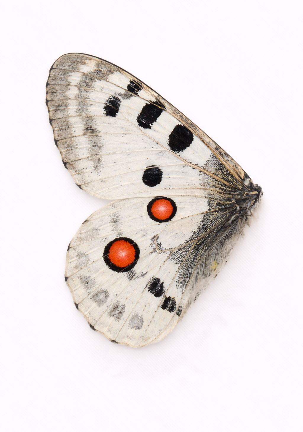 Apollo Wing Earrings