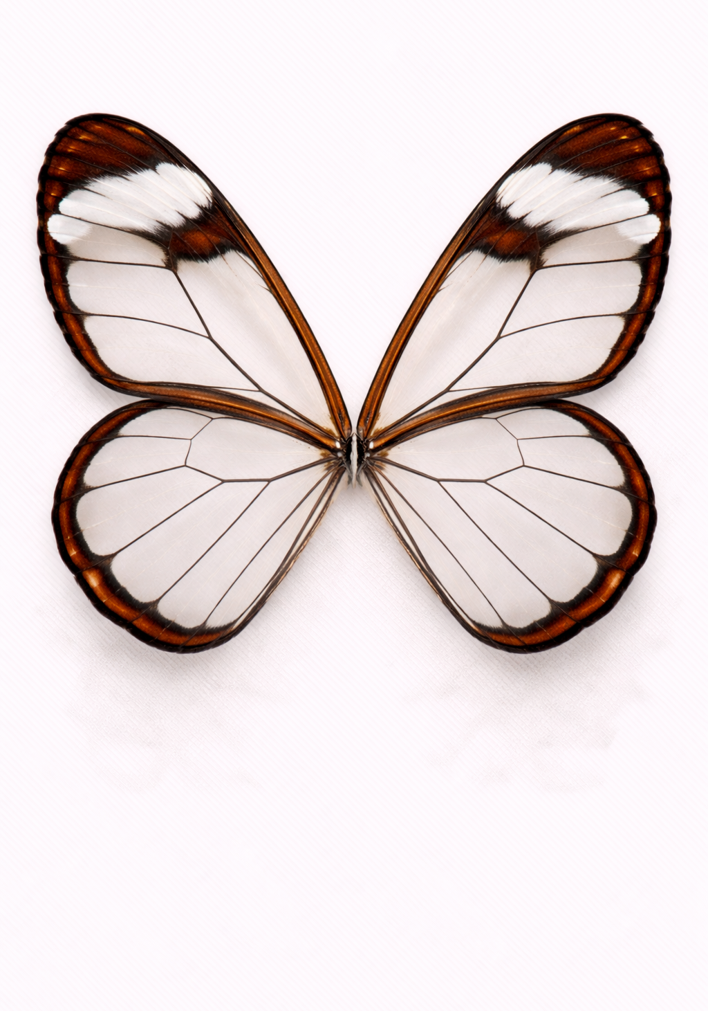Glasswing Butterfly Earrings