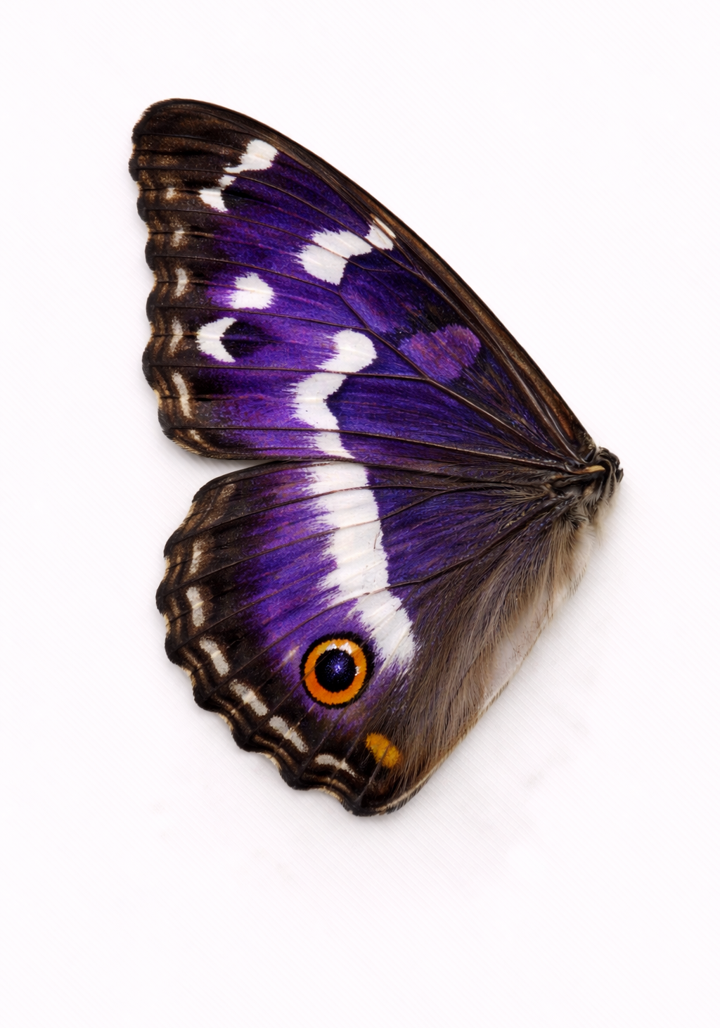 Purple Emperor Earrings