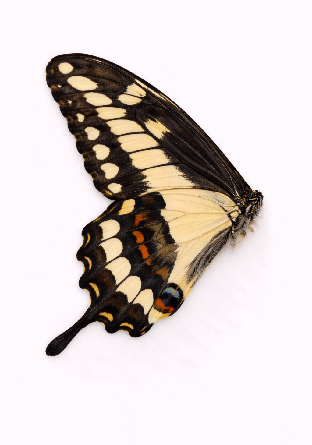 Golden Swallowtail Earrings