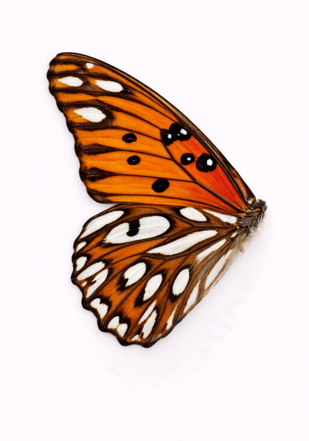 Orange Fritillary Earrings