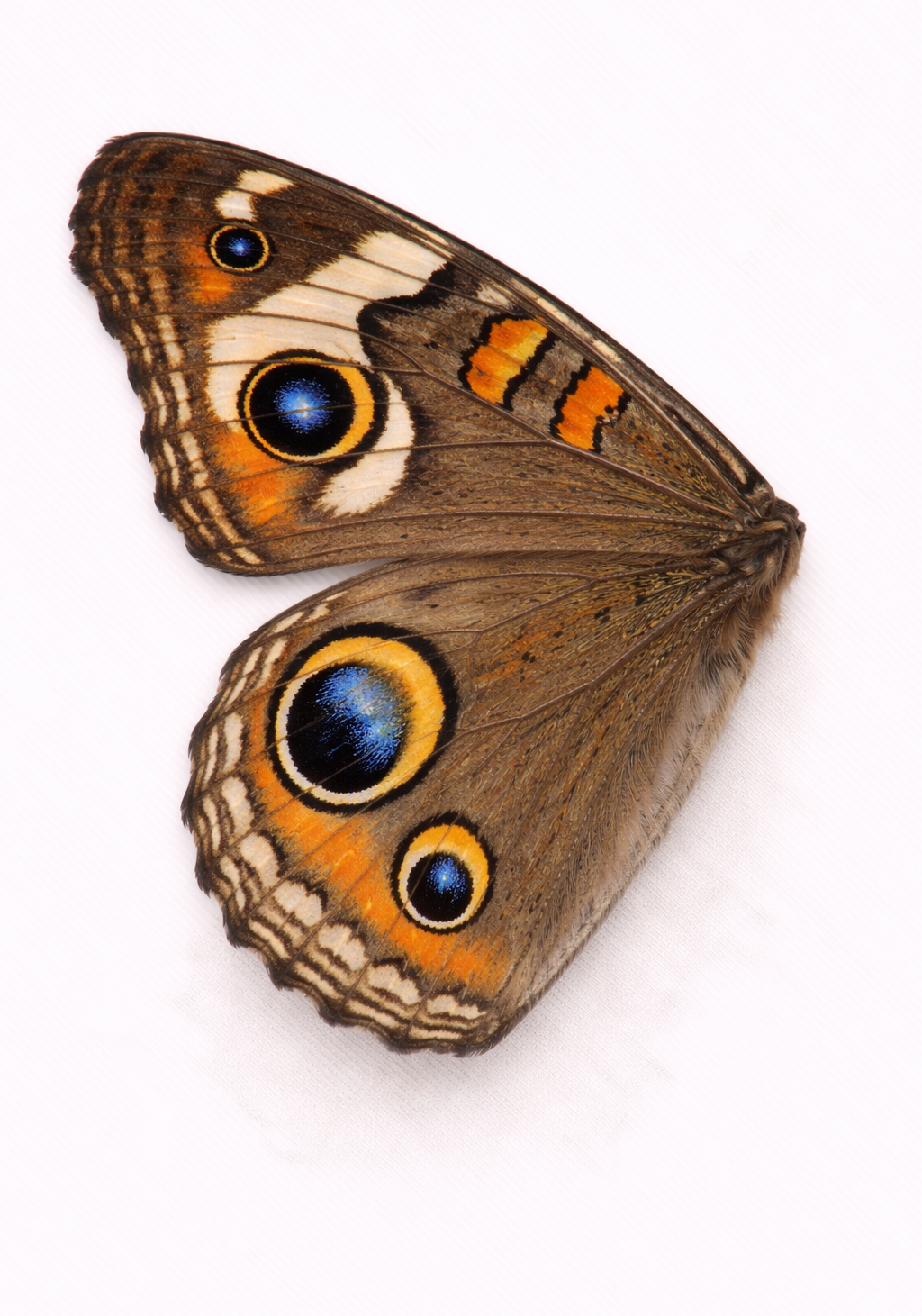 Common Buckeye Earrings