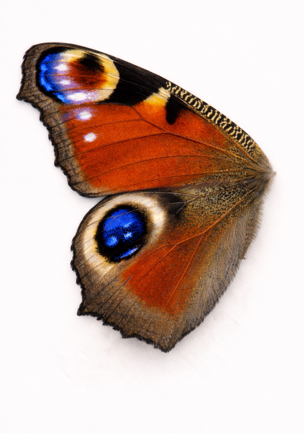 Peacock Wing Earrings