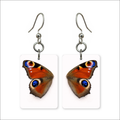 Peacock Wing Earrings