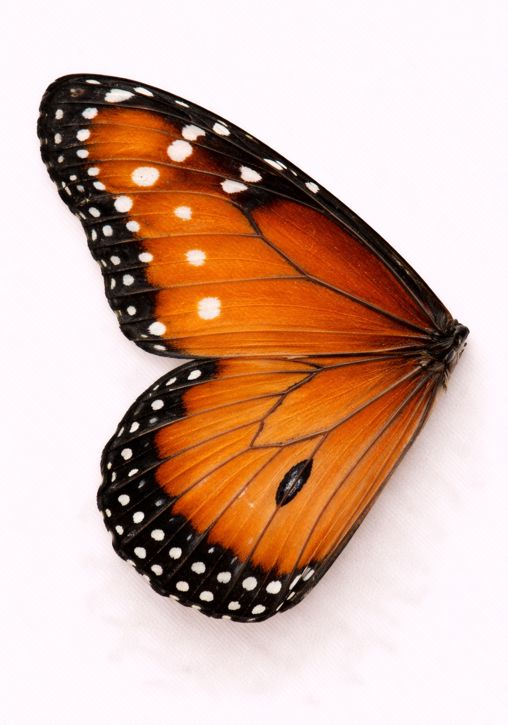 Monarch Wing Earrings