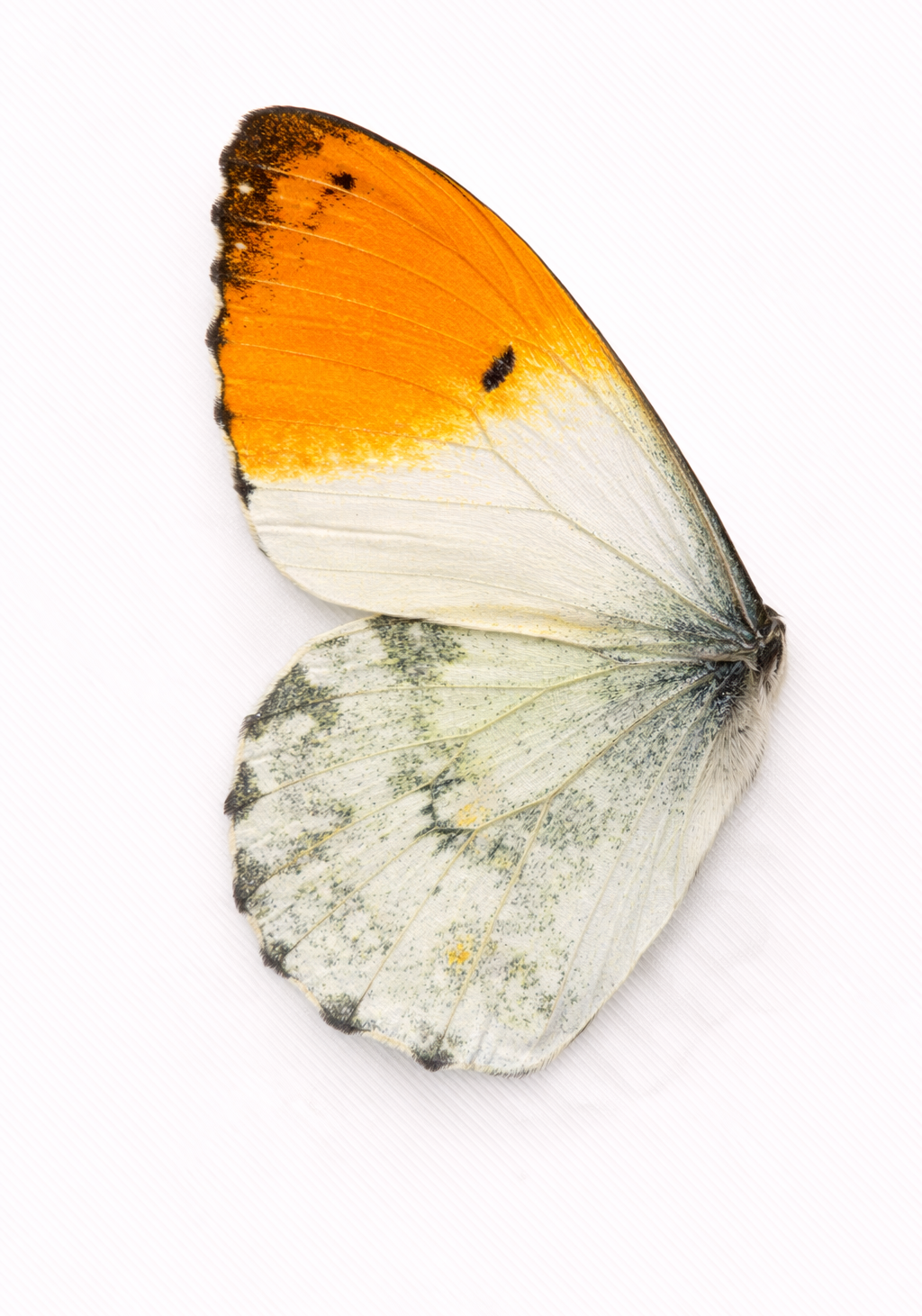 Orange Tip Earrings