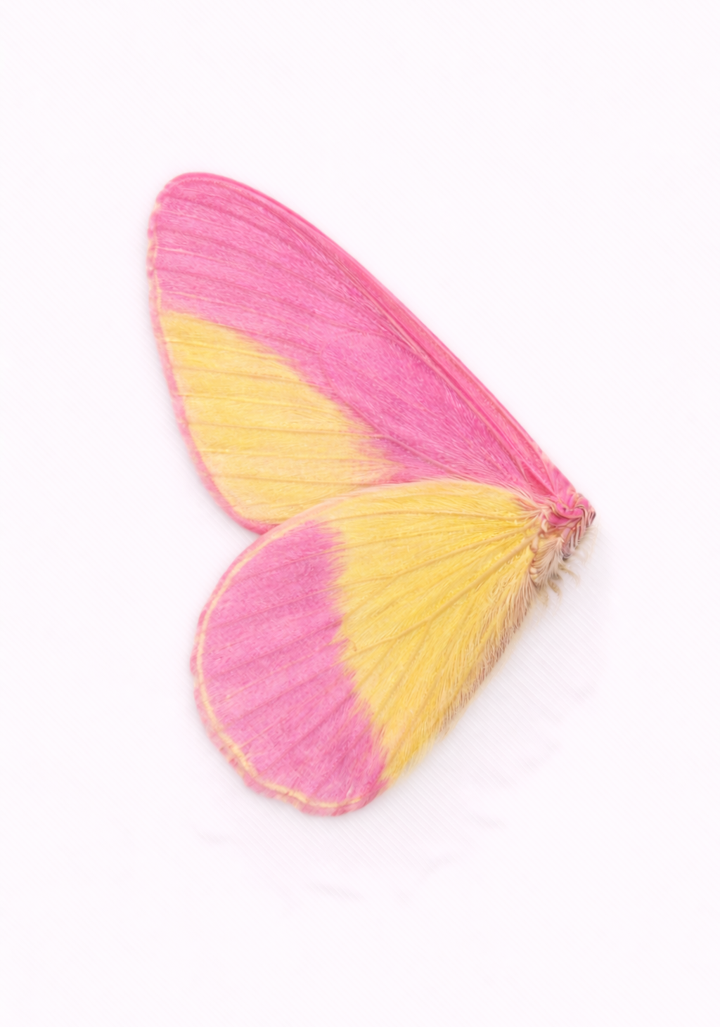 Rosy Wing Earrings