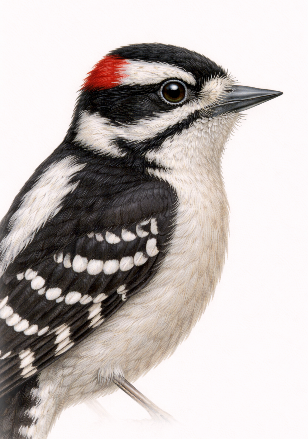 Downy Woodpecker Earrings