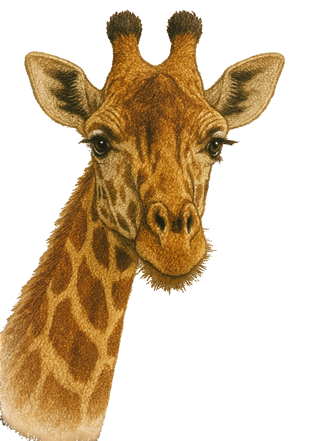 Gentle Giraffe Earrings