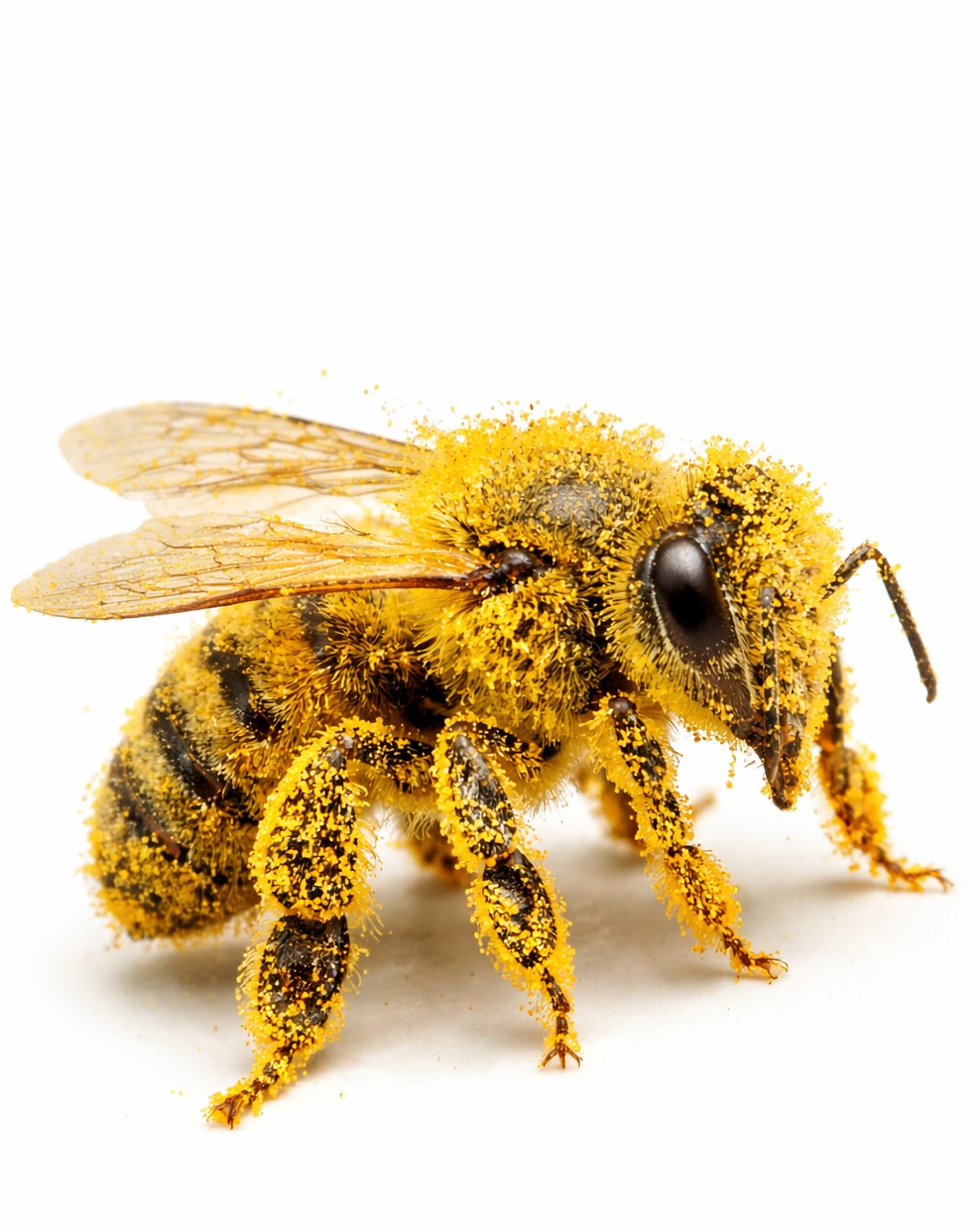 Pollen Dusted Bee Earrings | FW128G