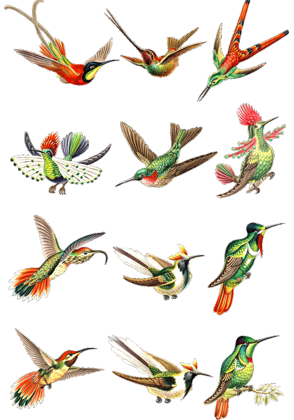 Hummingbird Study Earrings