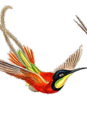 Hummingbird Study Earrings | FWP129A