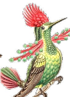 Crested Hummingbird Earrings | FWP129B