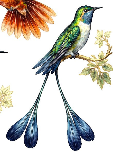 Streamertail Hummingbird Earrings | FWP129E