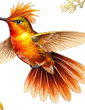 Fiery Hummingbird Earrings | FWP129F