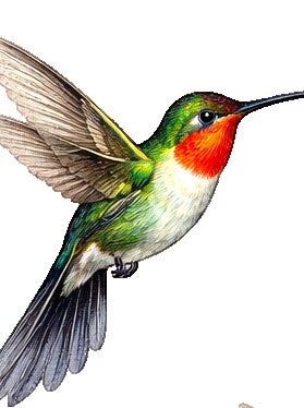 Ruby-Throat Hummingbird Earrings | FWP129H
