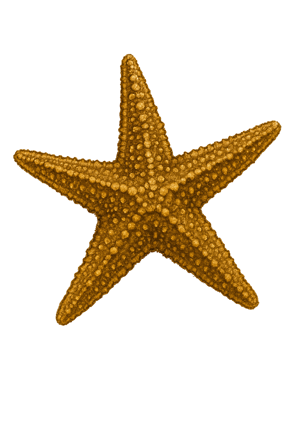Golden Starfish Earrings | FW12D