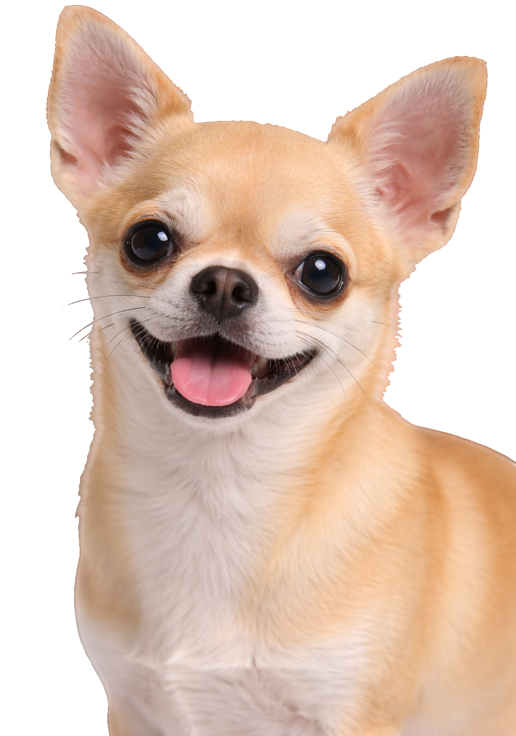 Fawn Chihuahua Earrings