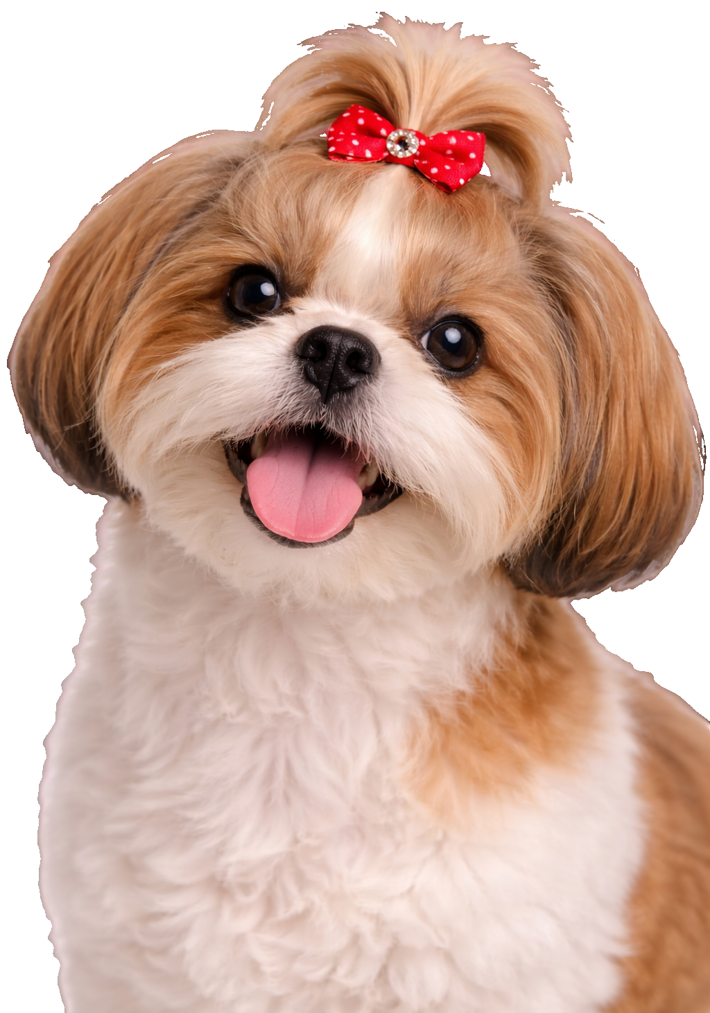 Shih Tzu Bow Earrings