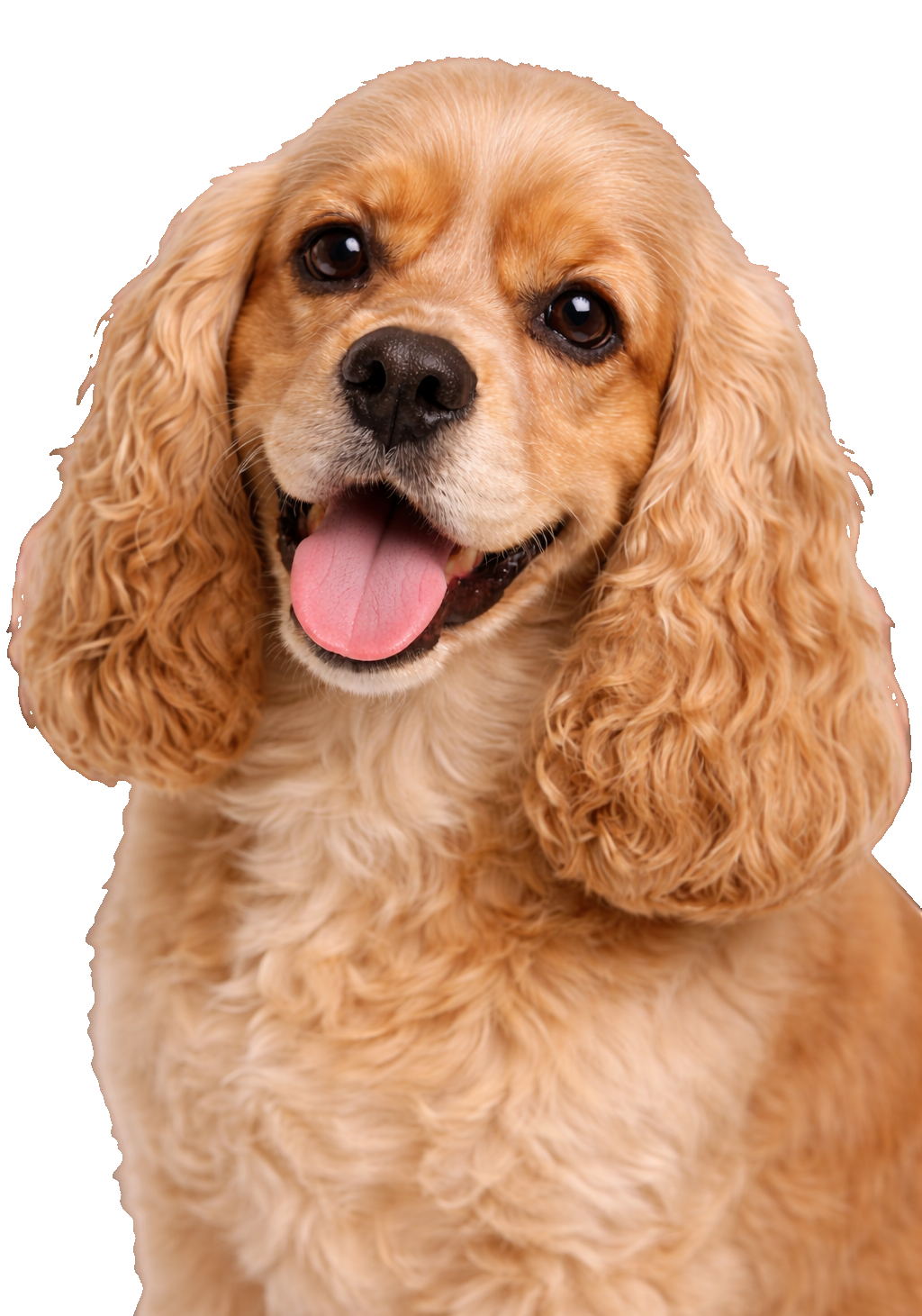 Golden Cocker Spaniel Earrings