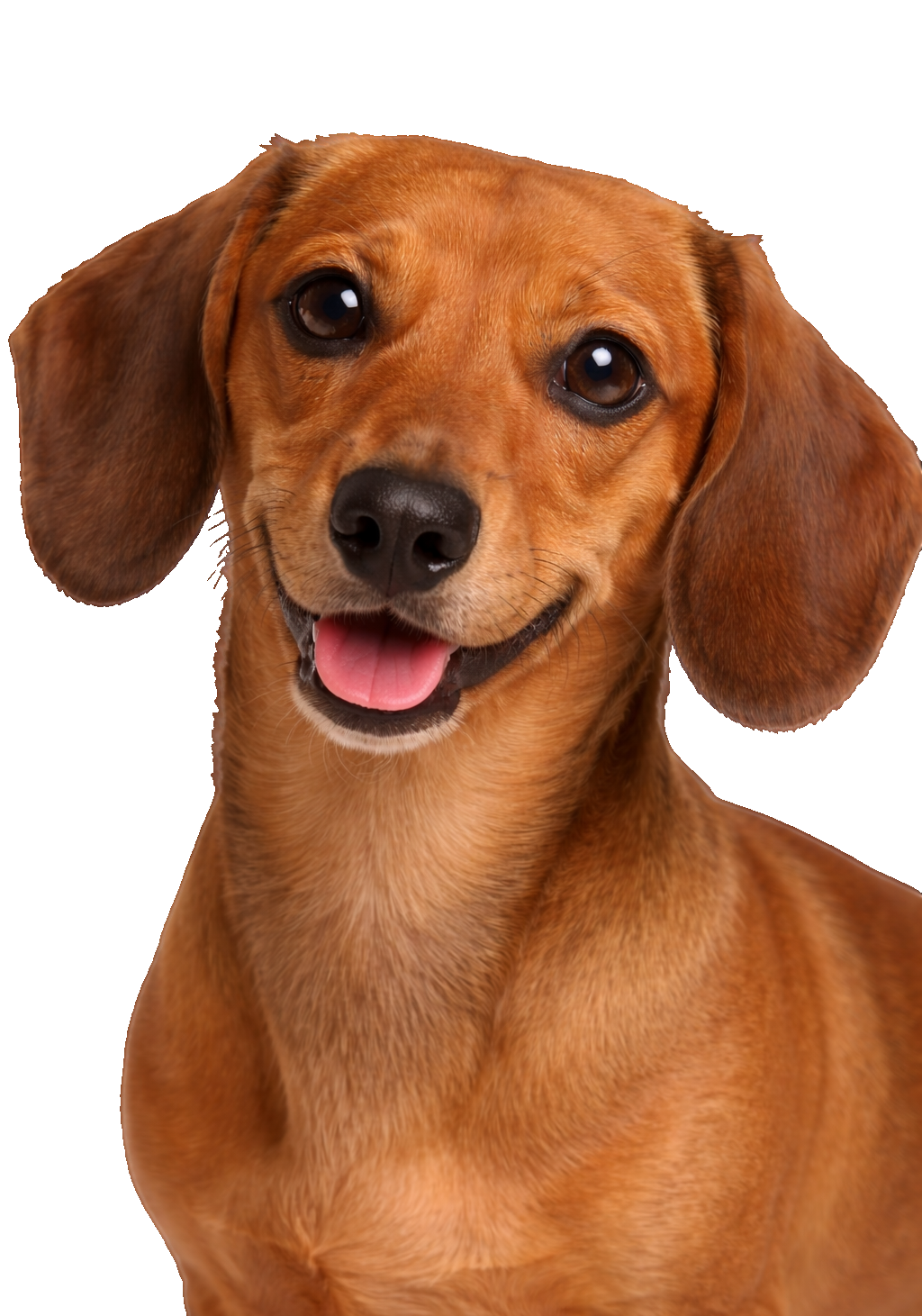 Smooth Dachshund Earrings