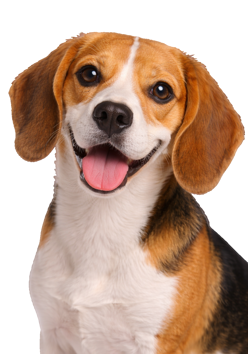 Beagle Smile Earrings