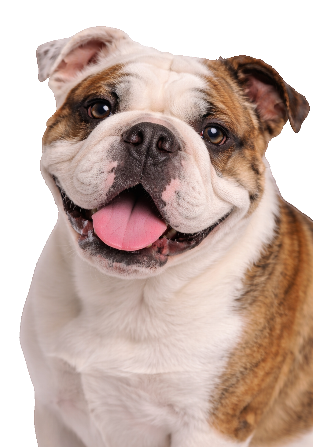 English Bulldog Grin Earrings