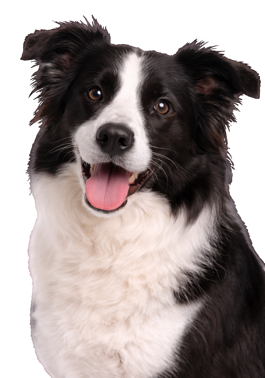 Border Collie Earrings