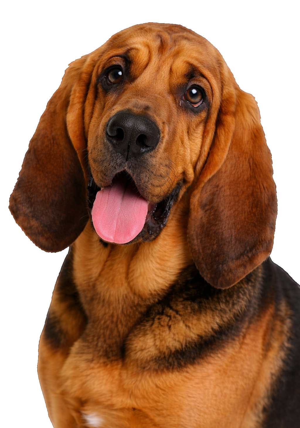 Bloodhound Portrait Earrings