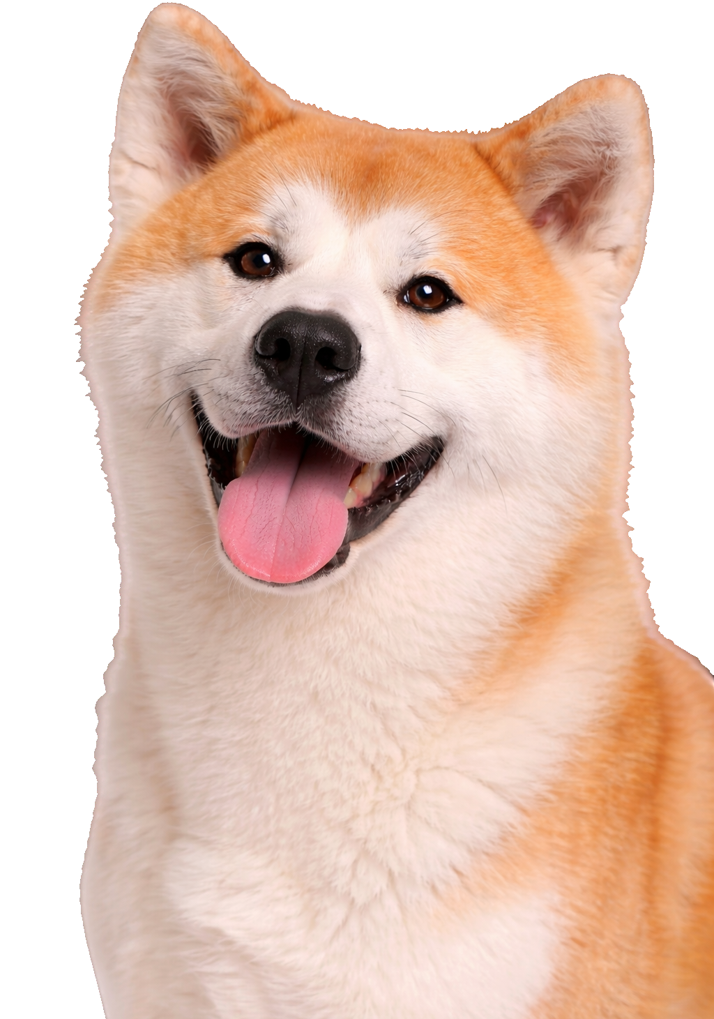 Shiba Inu Smile Earrings
