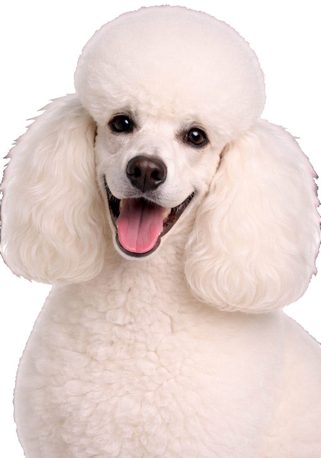 White Poodle Puff Earrings