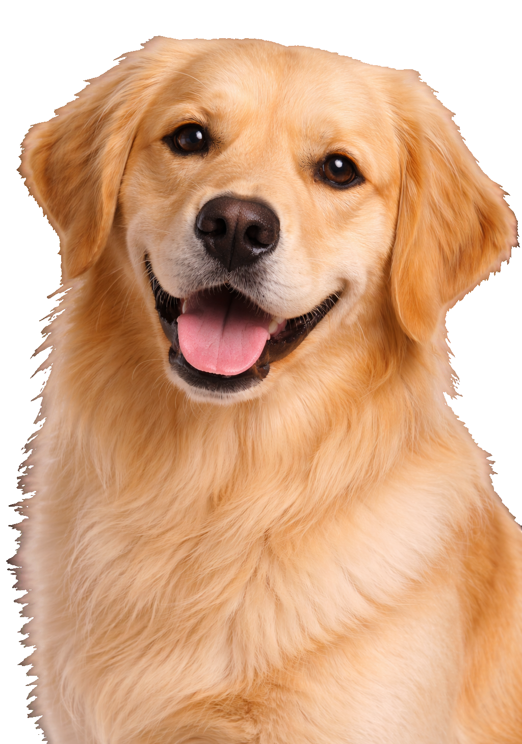 Golden Retriever Smile Earrings