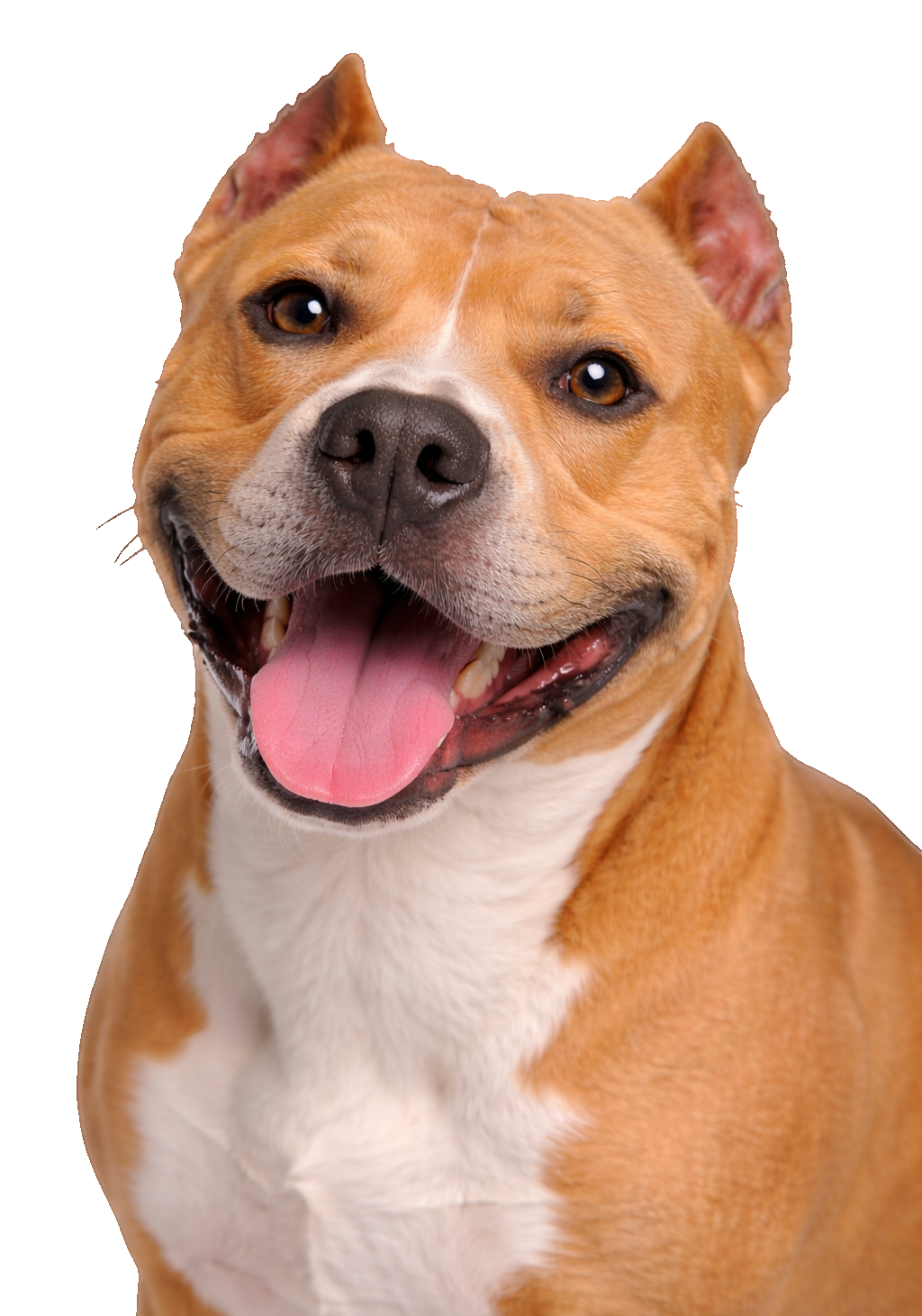 Staffordshire Terrier Earrings