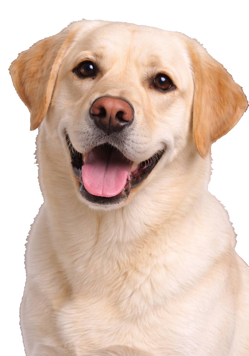 Yellow Labrador Earrings