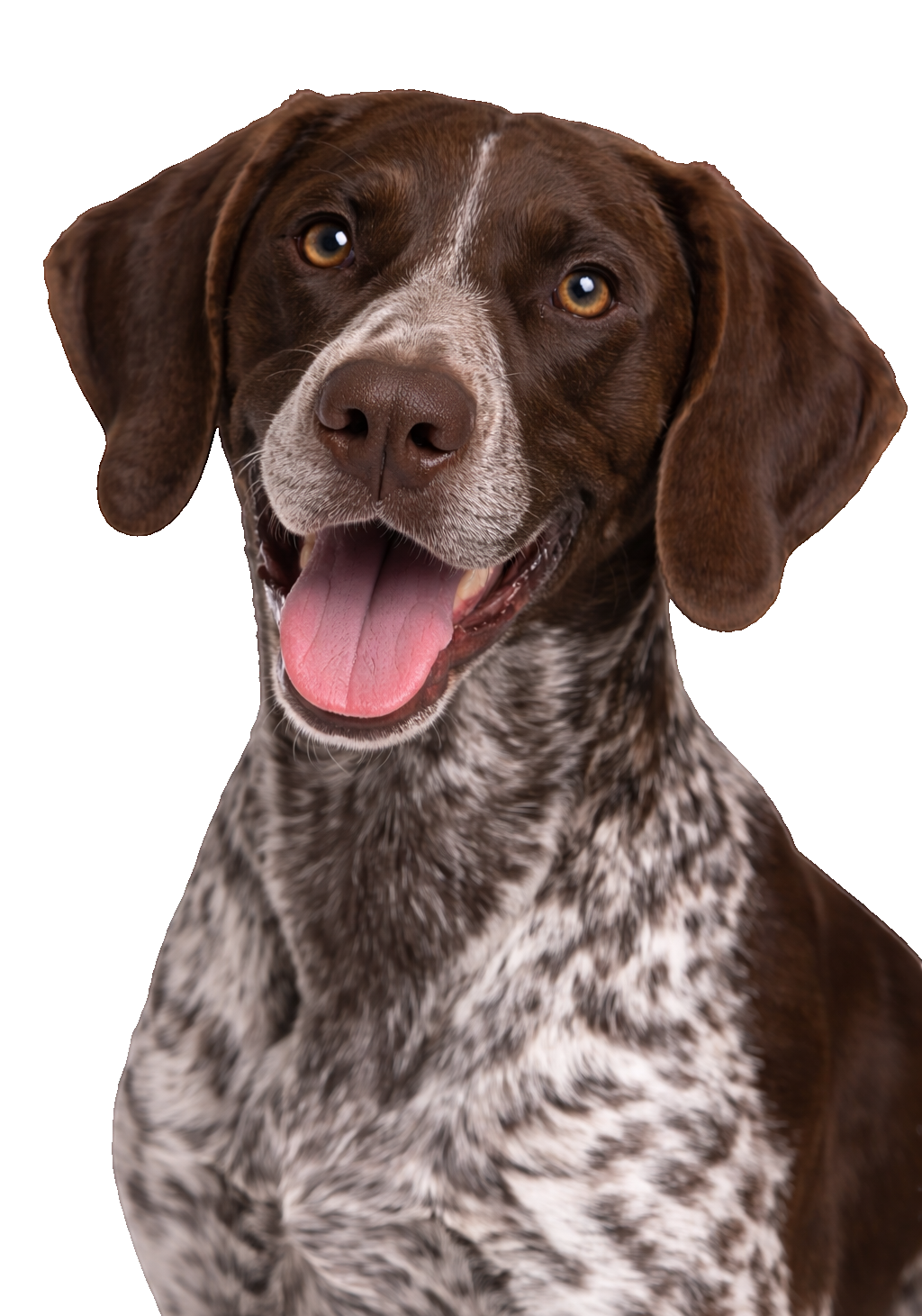 German Shorthaired Pointer Earrings