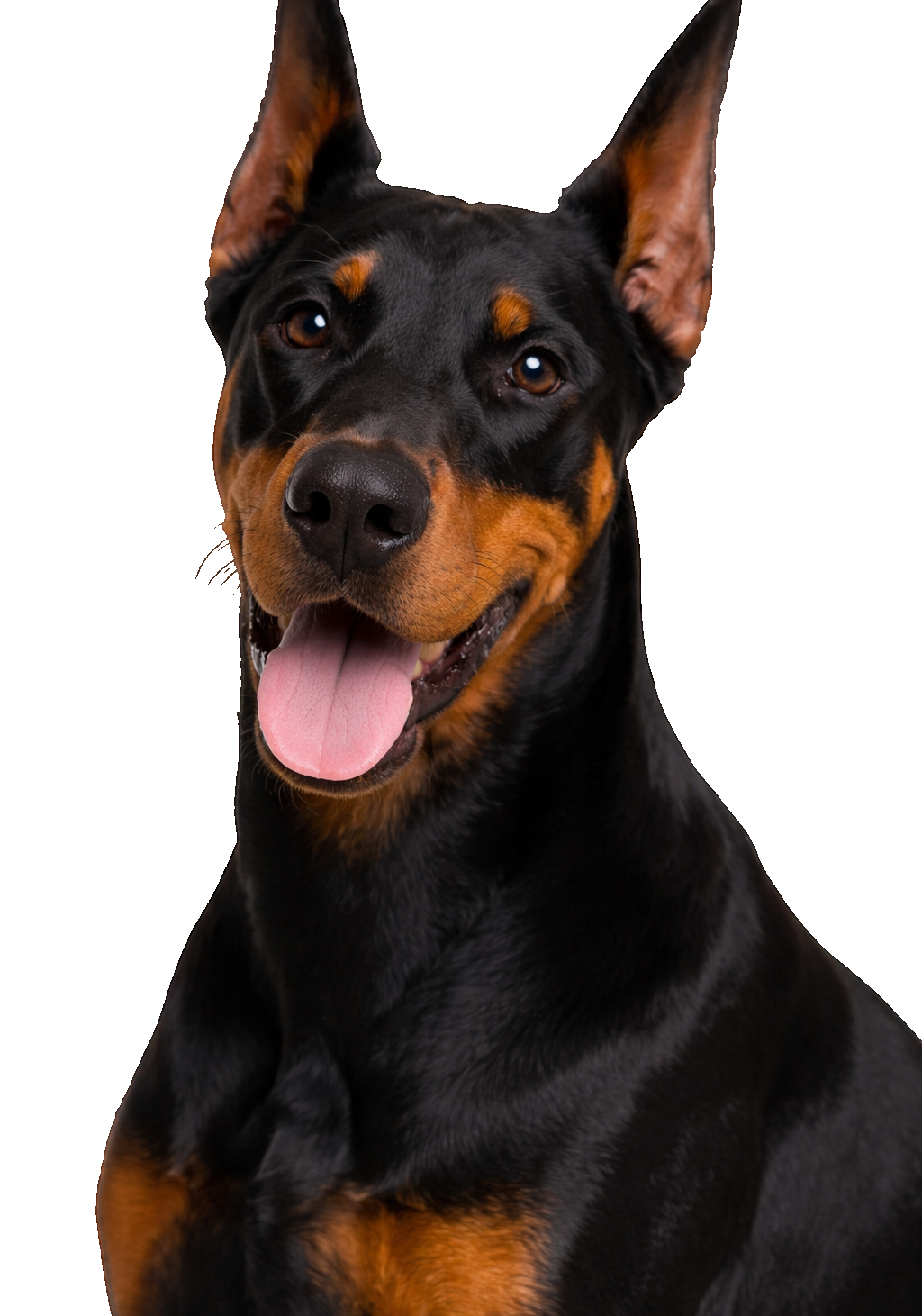 Doberman Pinscher Earrings