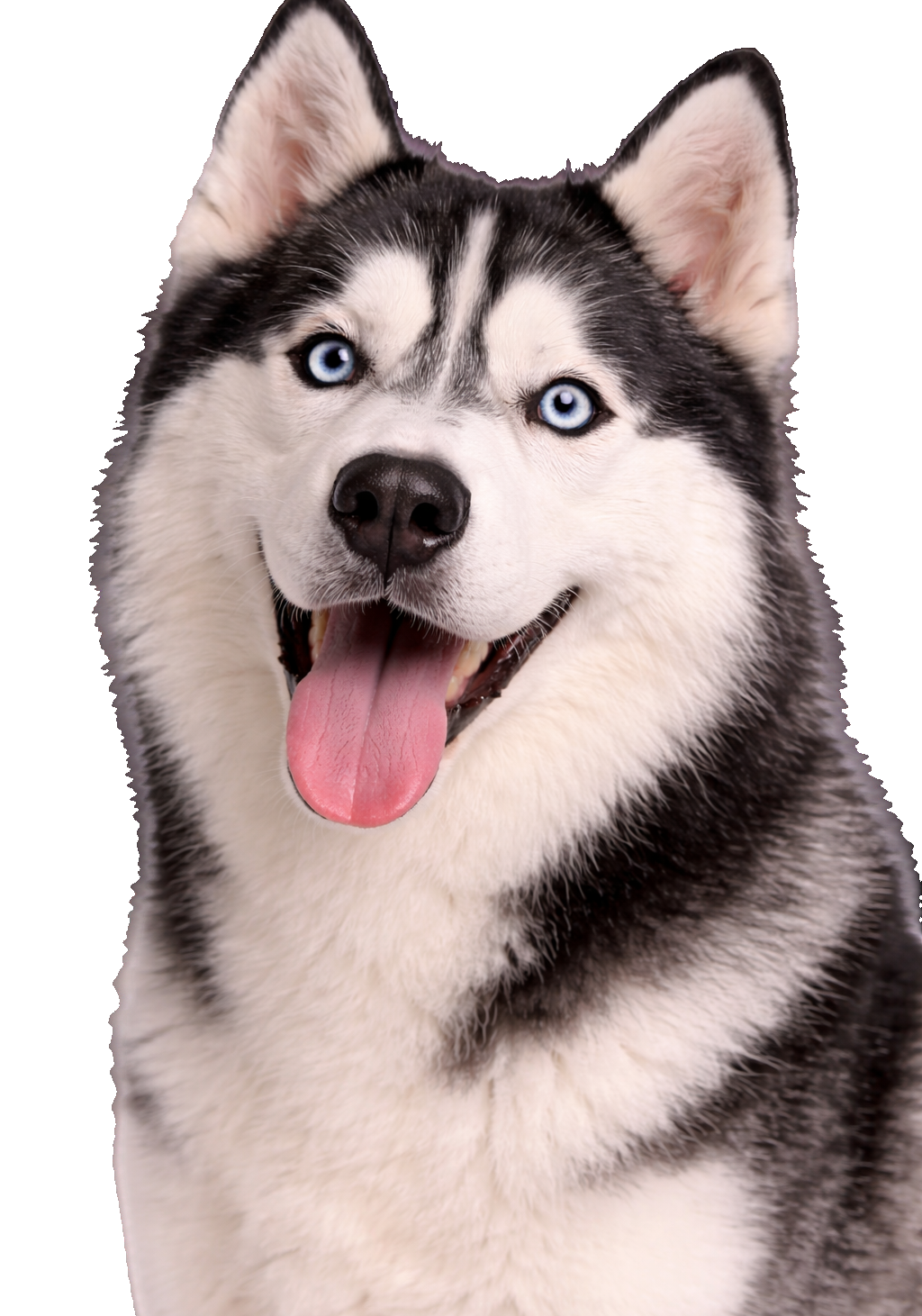 Blue-Eyed Husky Earrings