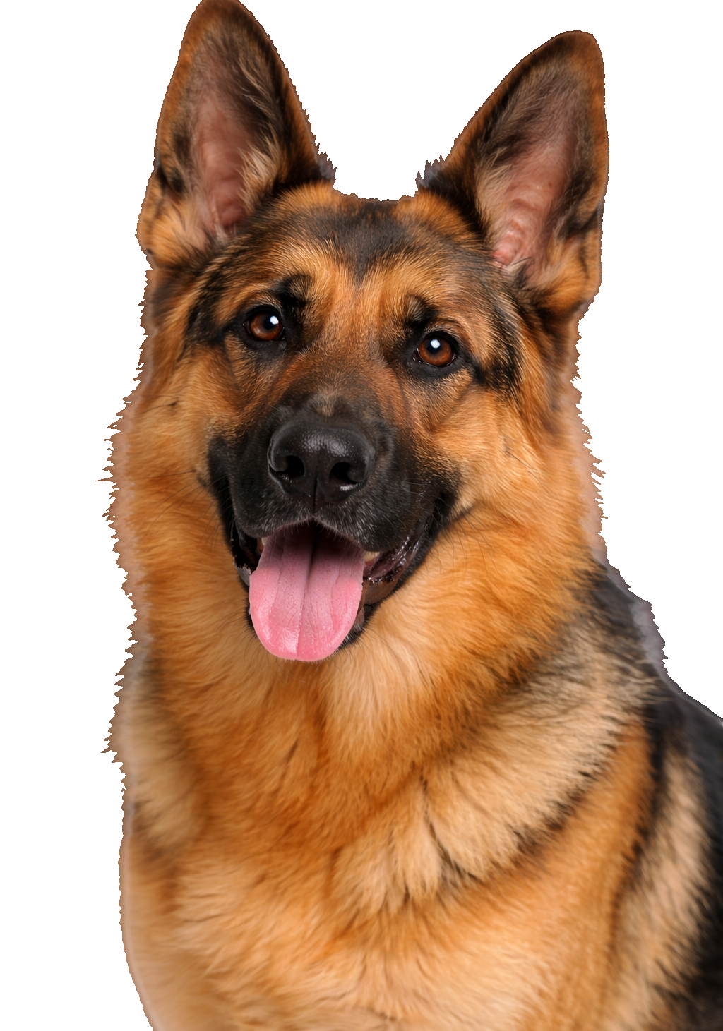 German Shepherd Earrings