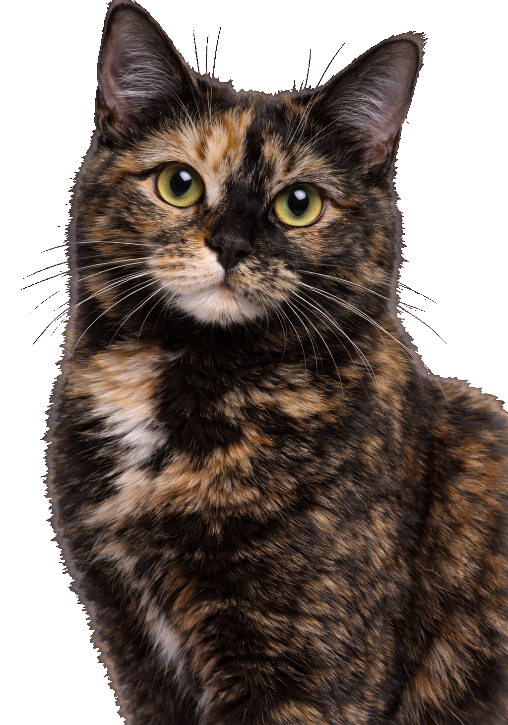 Tortoiseshell Cat Earrings