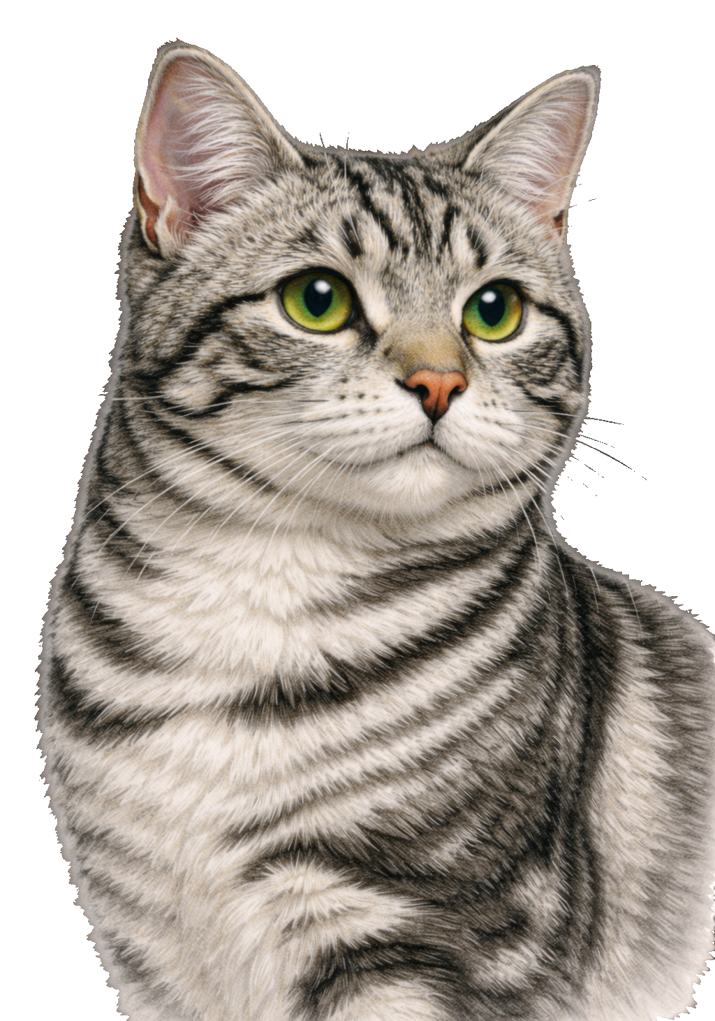 Silver Tabby Earrings