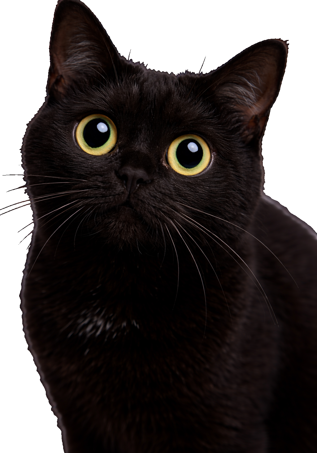 Black Cat Earrings