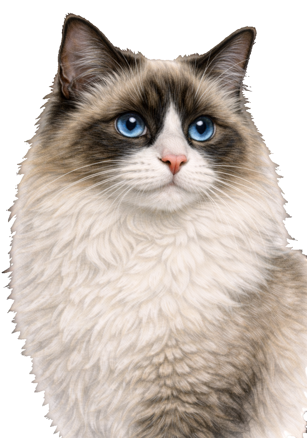 Blue-Eyed Ragdoll Earrings