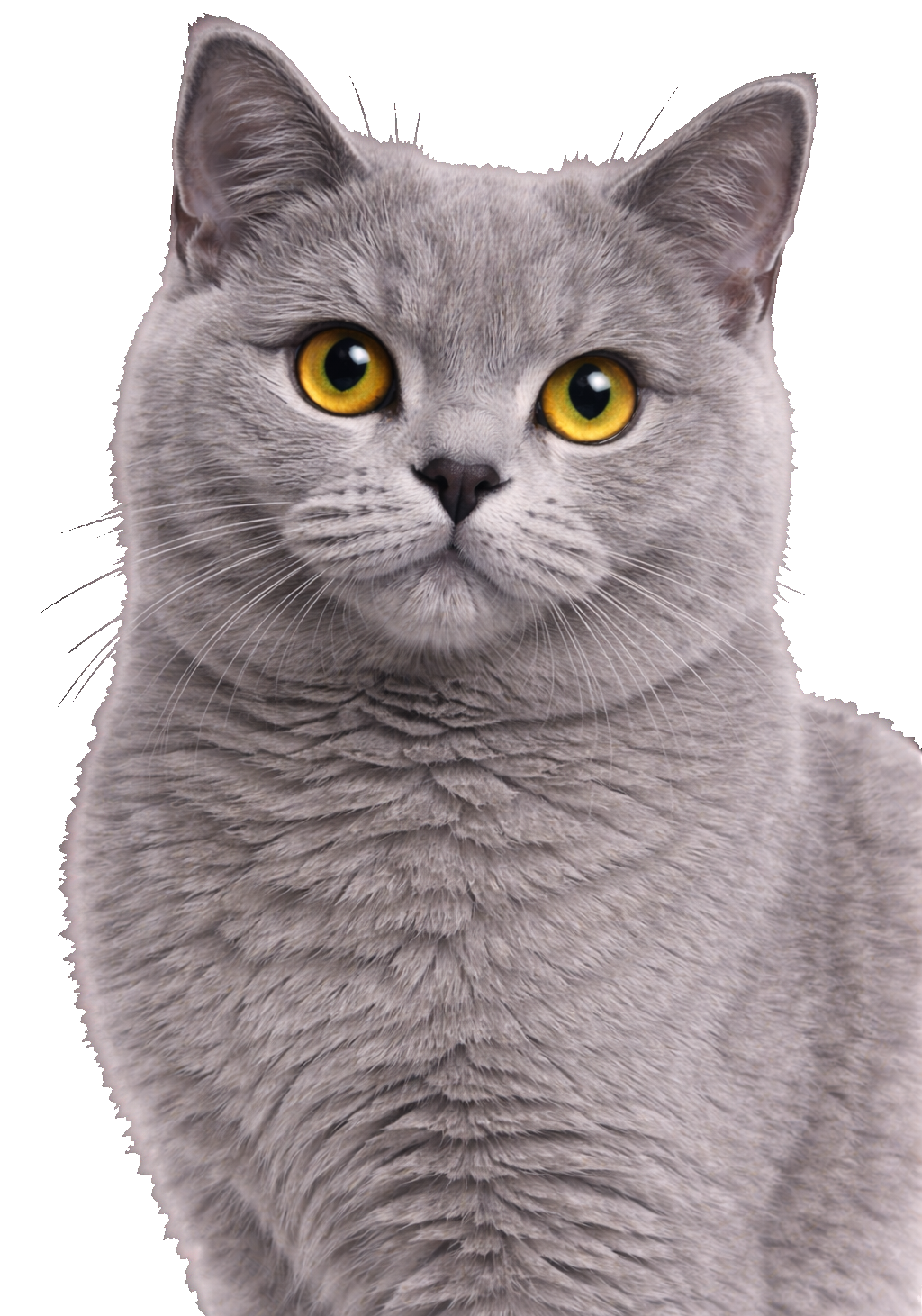 British Shorthair Earrings