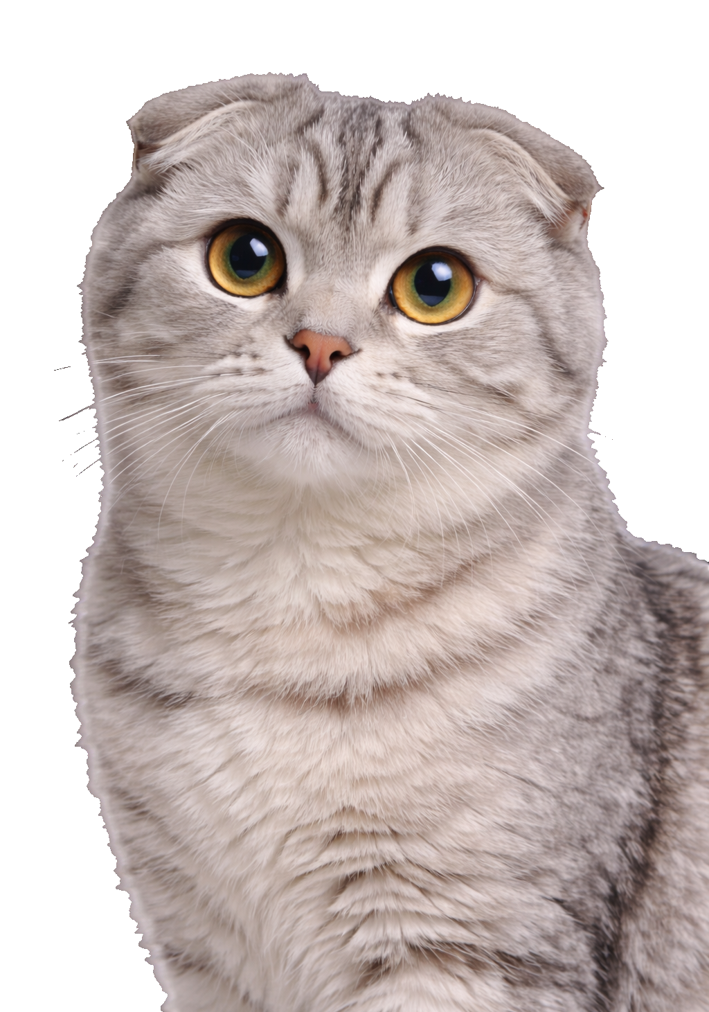 Scottish Fold Earrings