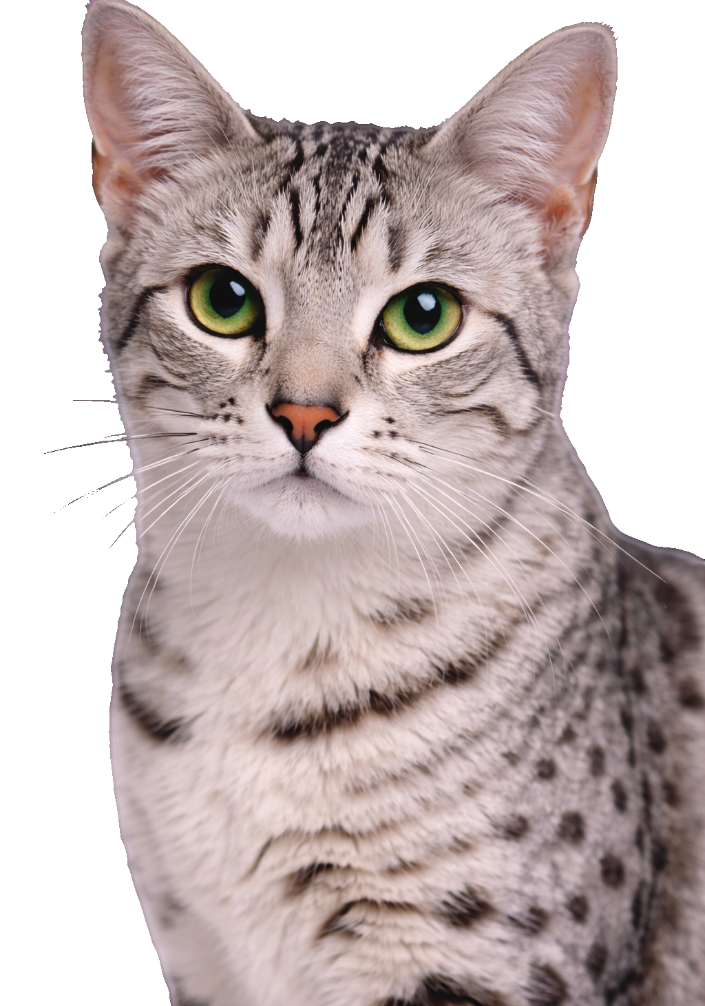 Egyptian Mau Earrings